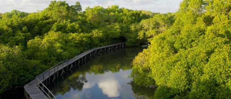 hutan-mangrove-bali-percontohan-bagi-provinsi-lain