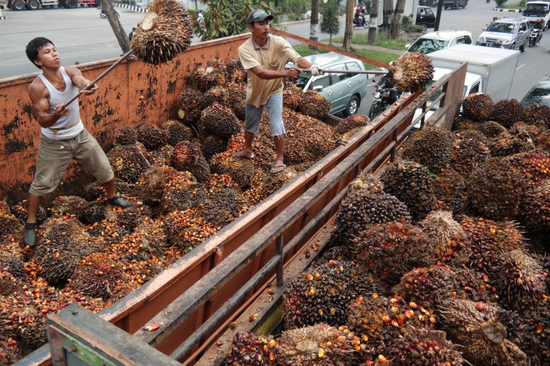 perusahaan-sawit-didenda-300-m-lebih-terkait-lahan-di-kalteng