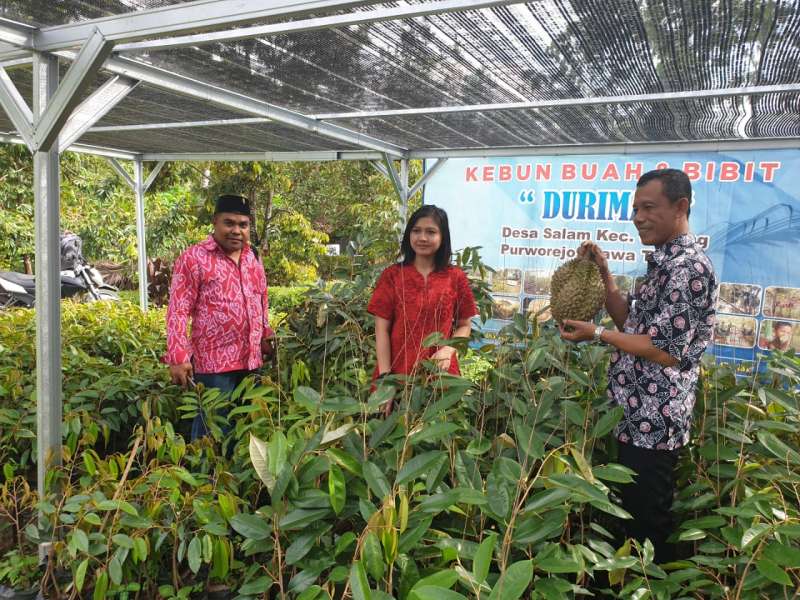 vita-rasakan-legitnya-durian-di-sentra-durian-gebang-purworejo