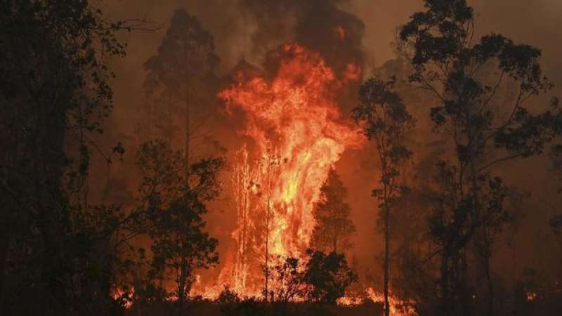 Kebakaran Hutan di Australia Lebih Parah dari RI dan Brasil