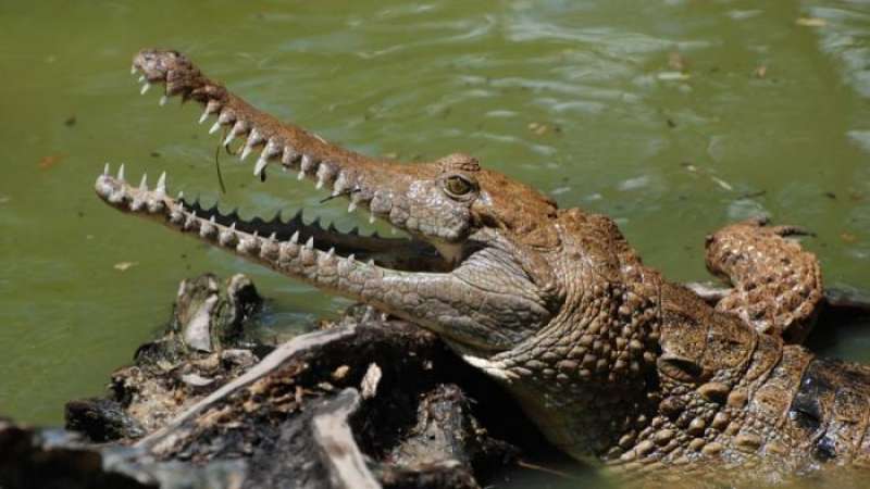 seorang-warga-menghilang-karena-nekat-menyelam-ke-sungai-tempat-habitat-buaya